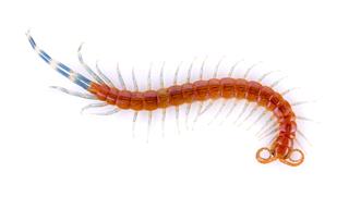 Baby Centipede