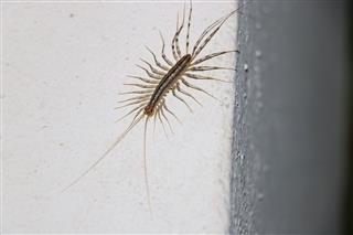 Huge Centipede On The Wall