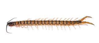 Single Centipede