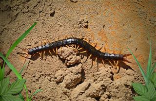 Centipede On The Ground