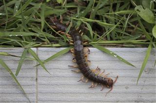 Centipede In The Garden