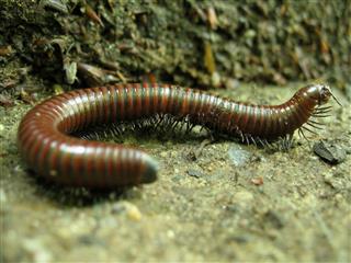 Close Up Centipede