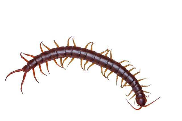 Single Centipede