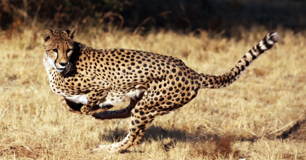 Fastest Animals on Earth That Move at Unimaginable Speeds - Animal Sake