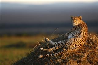 Cheetah Laying On Termite Mound
