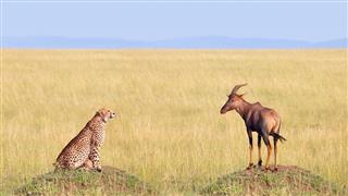 Cheetah Hunting Antelope In Africa