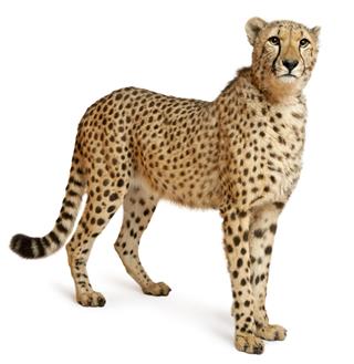 Cheetah Acinonyx Jubatus Eighteen Months Old