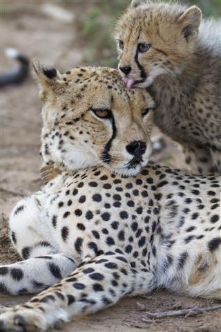 Cheetah Mother And Cub