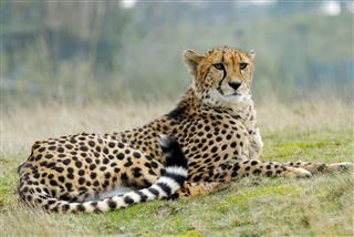Cheetah Sitting With A Regal Pose