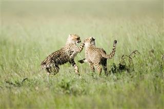 Cheetah Cubs Play In The Masai Mara