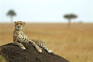 Masai Mara Cheetah Lay On Soil