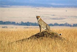 Lone Cheetah Perched On Rock