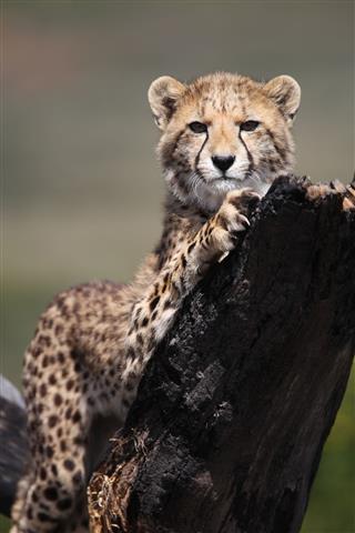 Cheetah Cub Stretching