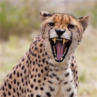 Cheetah Showing Its Teeth In The Wild