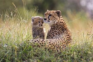 Cheetah And Cub