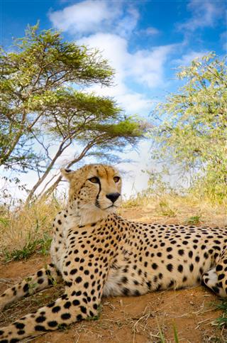 Cheetah Resting South Africa