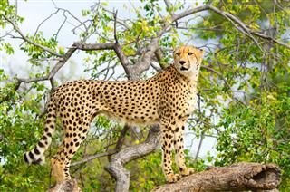 Cheetah Kruger National Park South Africa