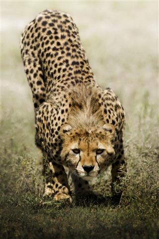 Look Of Cheetah