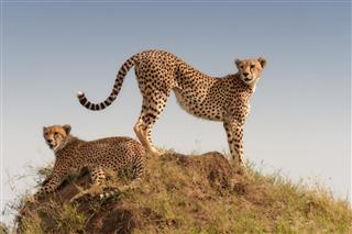 Two Young Cheetahs