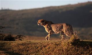 Cheetah Hunting In South Africa