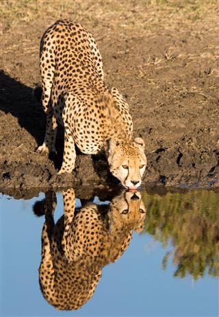 Cheetah Drinking Water With Reflection