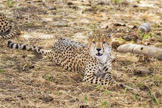 Cheetah In Tarangire National Park Tanzania