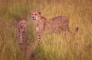 Cheetah And Cub