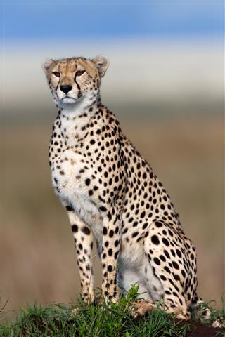 Cheetah Kakenya Looking For Food