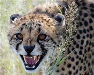 Angry Cheetah In Namibia