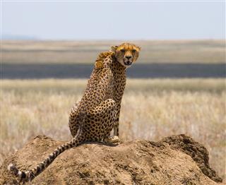 Cheetah Sitting In The Savanna