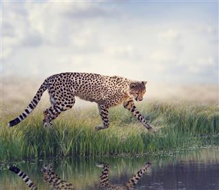 Cheetah Near Pond