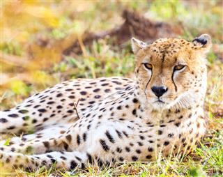 Resting Behind The Bushes Cheetah