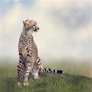 Cheetah Sitting On A Hill