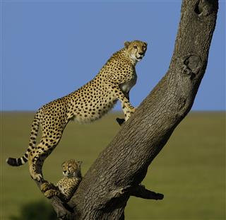 Cheetah On The Watch