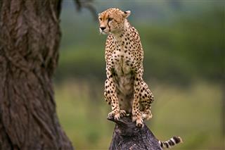 Cheetah Sits On Tree In The Savannah