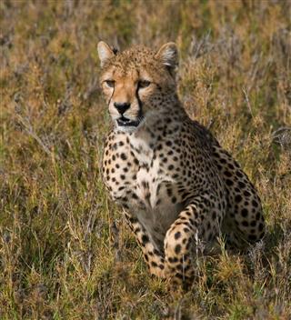 Cheetah In The Savanna