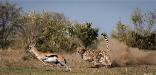 Cheetah On The Impala Hunt