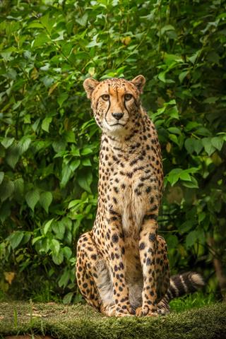 Proud Cheetah Posing