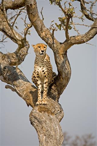 Cheetah In Tree