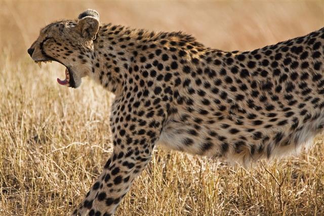Cheetah Stretching