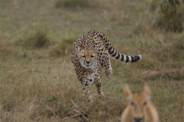 Cheetah On The Hunt