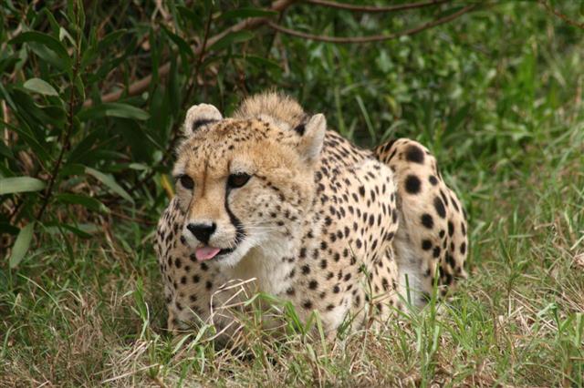 Cheetah Showing Its Tongue