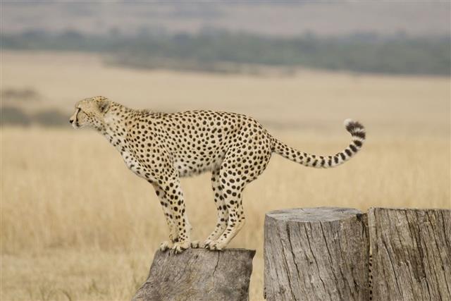 Cheetah In Kenya