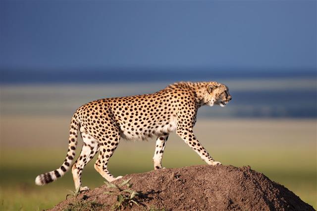 Cheetah Animal Wildlife