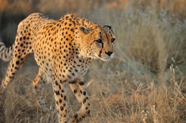 Cheetah In Namibia