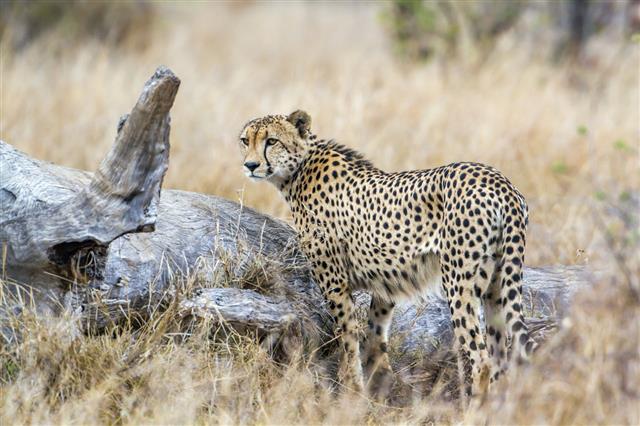 Cheetah In Kruger National Park