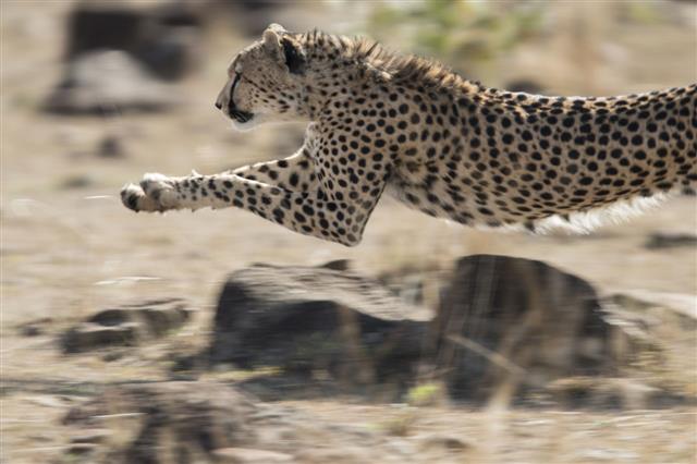 Cheetah At Full Speed