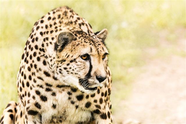 Hunting Cheetah In High Grass