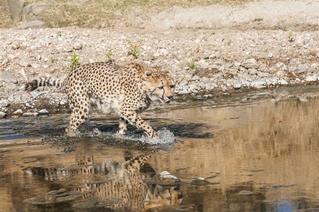 Cheetah And Reflection In Water