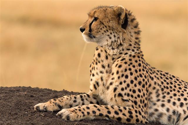 Male Cheetah In Masai Mara